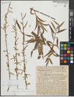 Foto von Salix alba subsp. vitellina (L.) Arcang. x Salix babylonica L.